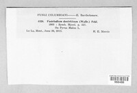 Venturia inaequalis image